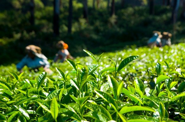 tea-pickers-working-kerela-india_53876-42847.jpg