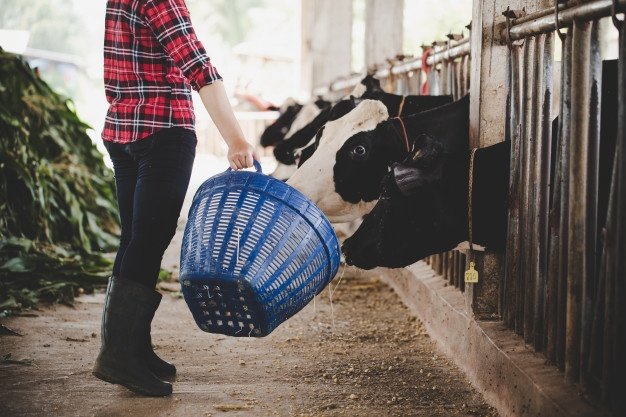 young-woman-working-with-hay-cows-dairy-farm_1150-12772.jpg